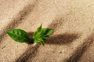 Plant in sand.