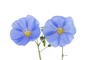 Flax flowers isolated