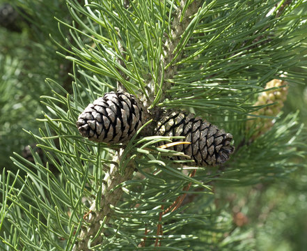 Bergkiefer, Kiefer, Pinus mugo