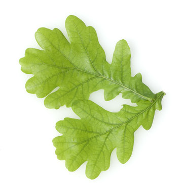 Eichenblaetter, Eichenblatt, Eicheln, Quercus Robur