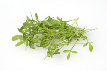 Gartenkresse, Lepidium Sativum