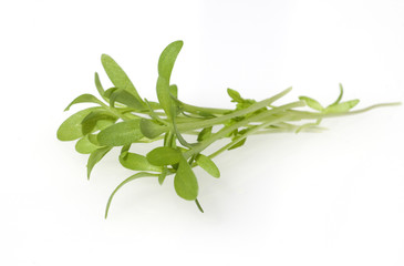 Gartenkresse, Lepidium Sativum