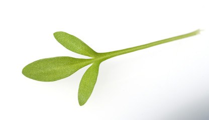 Obraz premium Gartenkresse, Lepidium Sativum