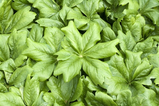 Maiapfel, Podophyllum Peltatum