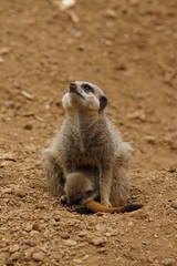 Fototapeta premium Meerkat - Suricata suricatta