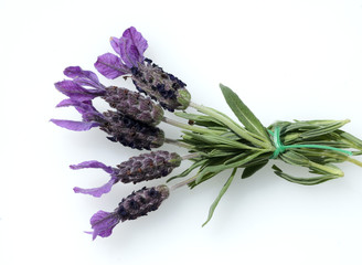 Schopflavendel, Lavandula stoechas