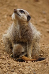 Meerkat - Suricata suricatta