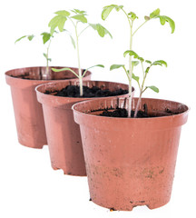 Small Seedlings isolated on white