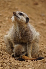 Meerkat - Suricata suricatta