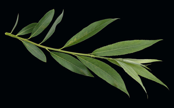 Silberweide, salix alba