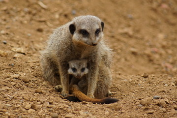 Meerkat - Suricata suricatta