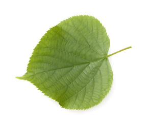 Winterlinde, Lindenblatt, Tilia Cordata