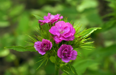 Obraz premium Гвоздика