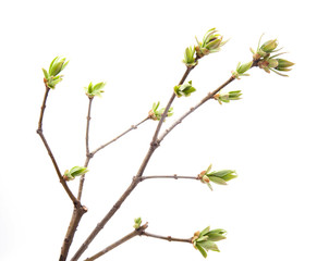 Branch of young leaves