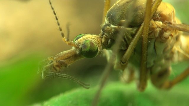 Crane fly macro