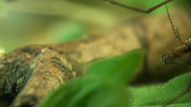 Crane fly macro