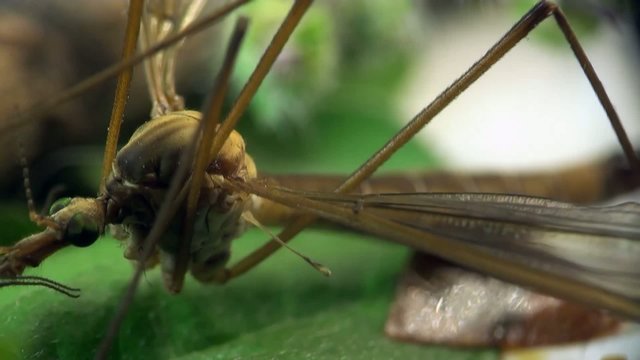 Crane fly macro
