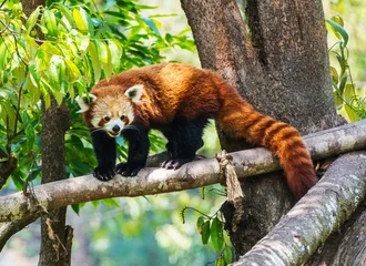 Crédence de cuisine en verre imprimé Panda Panda roux dans la nature