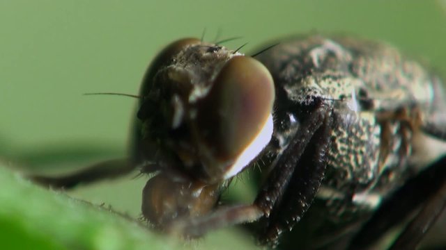 housefly macro