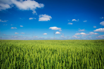 wheat field