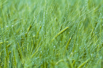 Gerstenähren im Regen