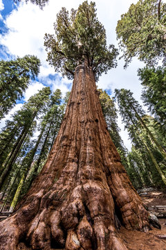 General Sherman tree in Giant sequoia forest