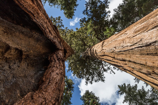 Two tall sequoias