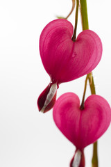 Bleeding heart flower