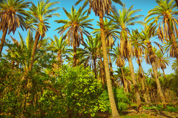 Fototapeta premium Palms