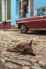 Cuba Hund
