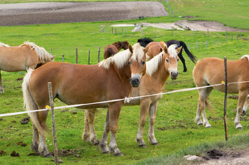 Herd of horses of various colors in the mountains of Italy.