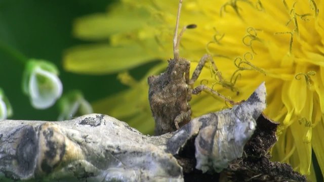 Pentatomidae macro bug beetle