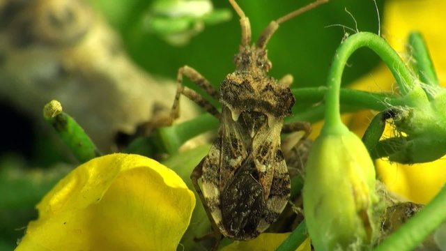 Pentatomidae macro bug beetle