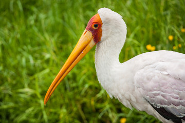white bird from africa