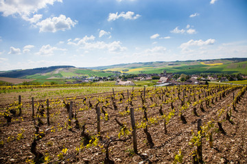 Saint bris le vineux © Christophe Fouquin