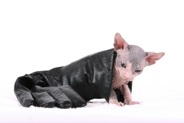 don sphynx