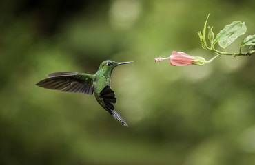 Stripe-tailed Hummingbird