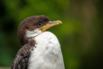 Cormorant