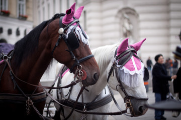 Obraz premium Horses in riding hood, Vienna