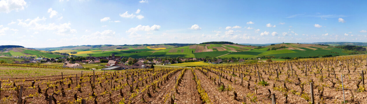 Saint bris le vineux