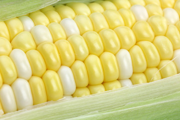 Corn on the Cob Closeup