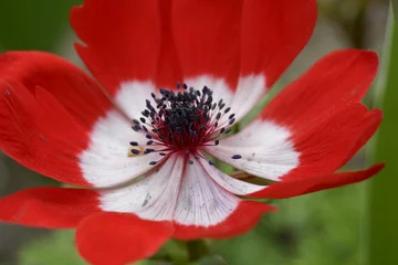 Foto op Plexiglas Close up of a red anemoon © mayabuns
