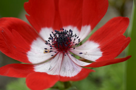 Close up of a red anemoon