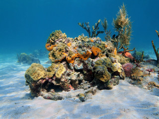 Coral and sea sponge underwater, Caribbean sea, Panama