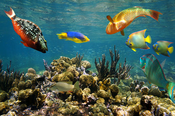 Naklejka na ściany i meble Colorful tropical fish underwater on Caribbean coral reef