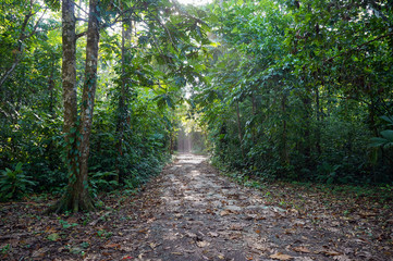 Fototapeta na wymiar Path in the jungle of Bastimentos island ,Panama, Central America