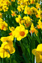 Bright yellow blooming narciss