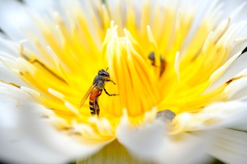 closeup bee on lotus