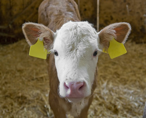 calf inside of a cow barn