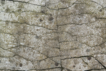 fissured back